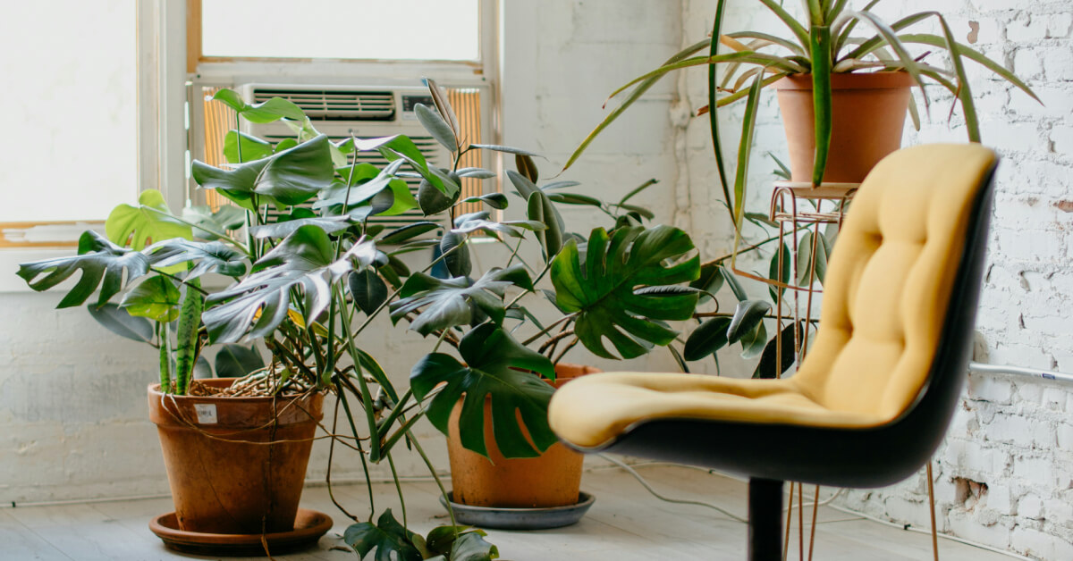 How to Clean Indoor Plant Leaves | Best Leaf Care Tips