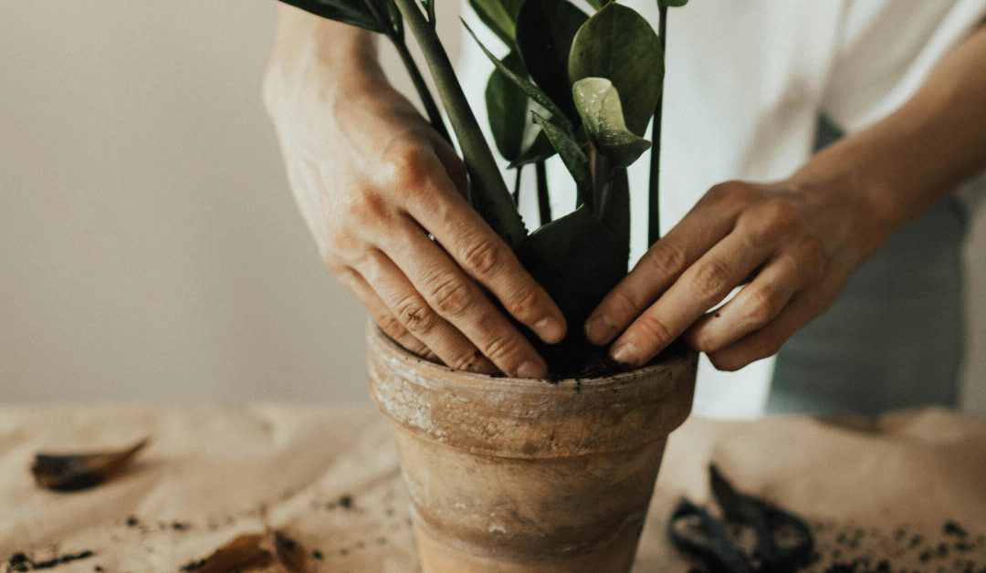 How to Repot Indoor Plants: Signs, Steps, and Best Practices
