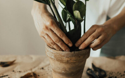 How to Repot Indoor Plants: Signs, Steps, and Best Practices