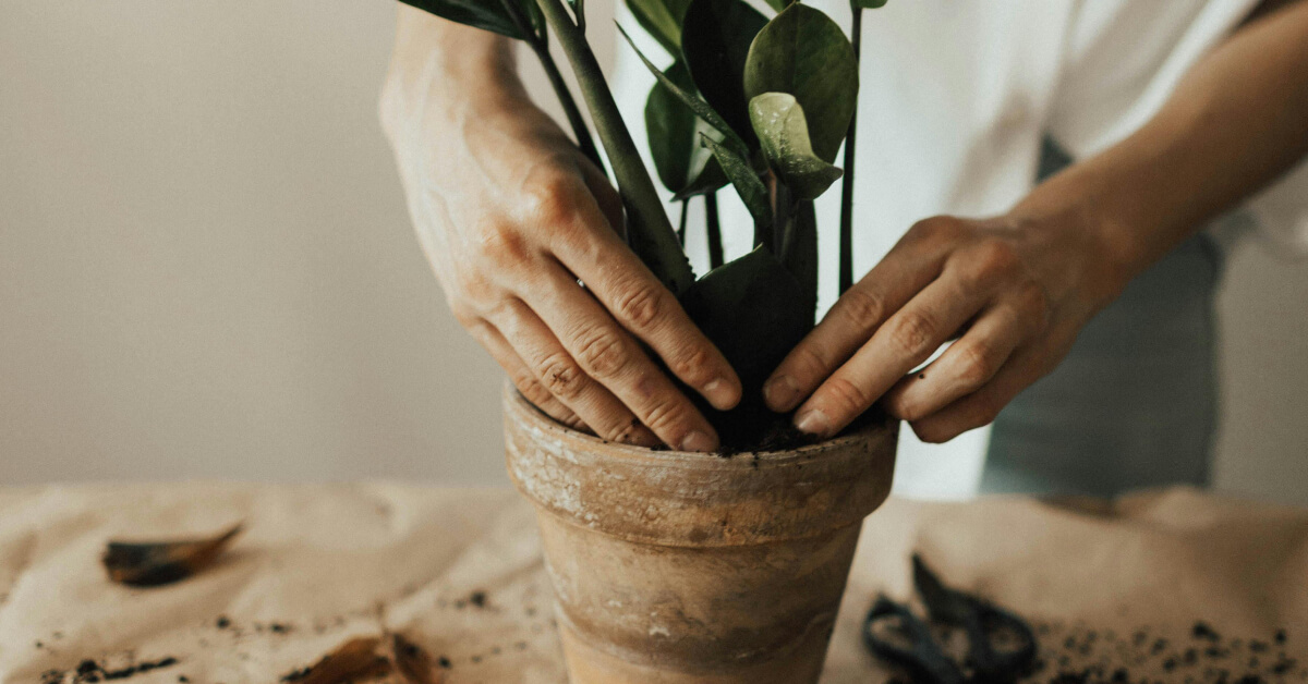 How to Repot Indoor Plants | Signs, Steps & Best Soil Tips