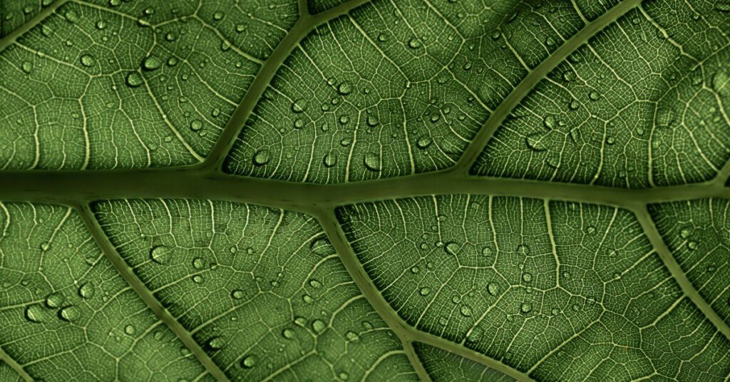 Best Humidity for Indoor Plants | How to Increase or Reduce Humidity