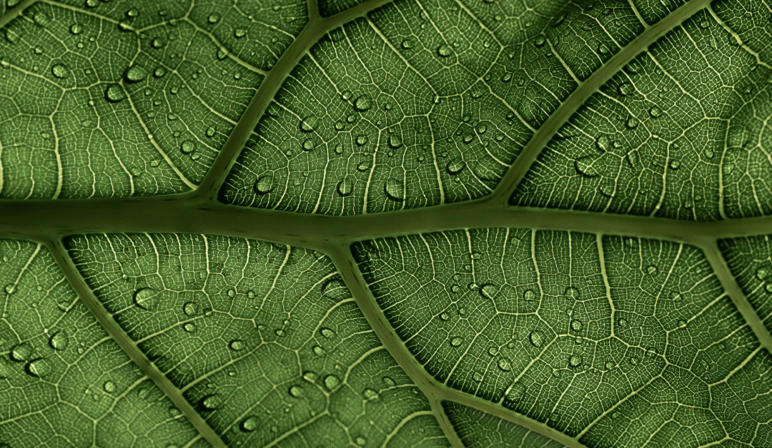 The Best Humidity Levels for Indoor Plants and How to Maintain Them