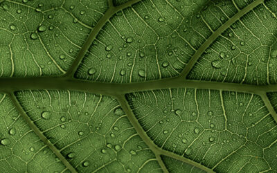The Best Humidity Levels for Indoor Plants and How to Maintain Them