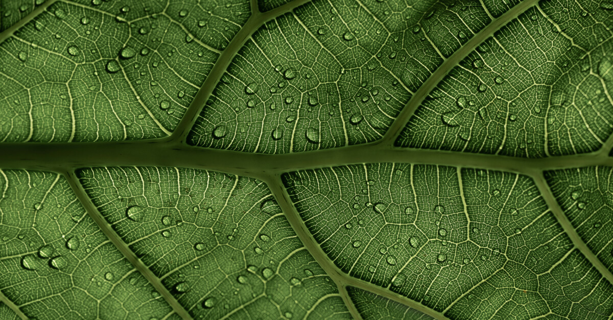 Best Humidity for Indoor Plants | How to Increase or Reduce Humidity