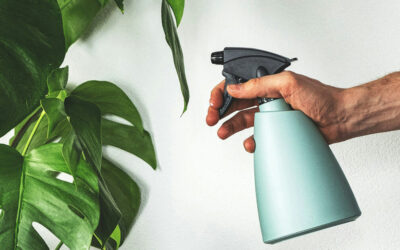 How to Keep Indoor Plants Pest-Free: Prevention & Treatment