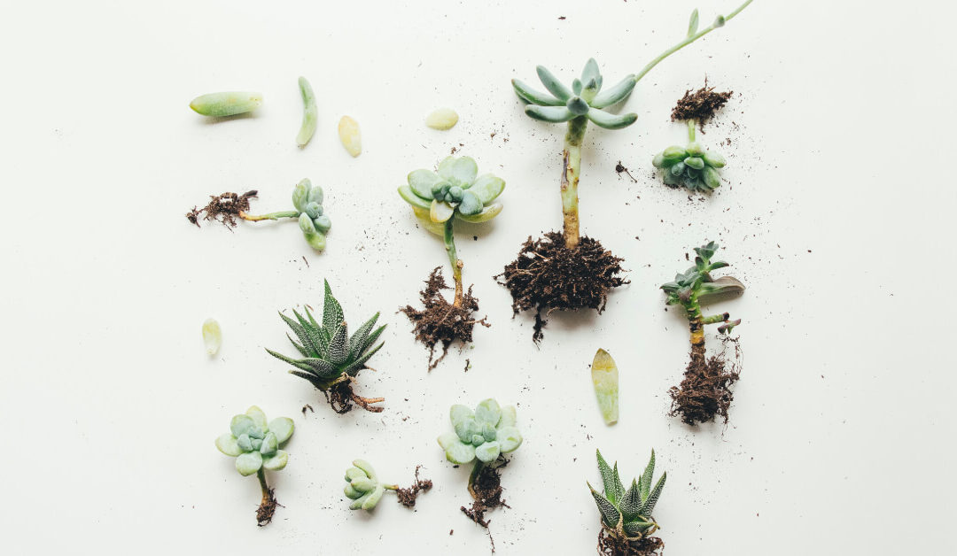 How to Propagate Indoor Plants: Easy Methods for More Greenery