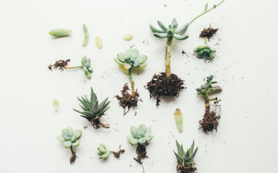 How to Propagate Indoor Plants: Easy Methods for More Greenery