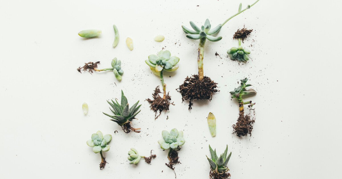 How to Propagate Indoor Plants | Best Methods for Houseplant Growth