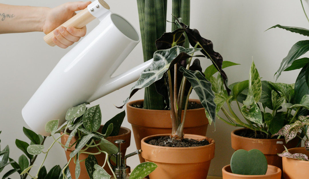 How to Keep Indoor Plants Alive While on Vacation: A Complete Guide