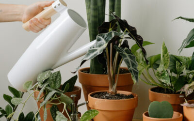 How to Keep Indoor Plants Alive While on Vacation: A Complete Guide