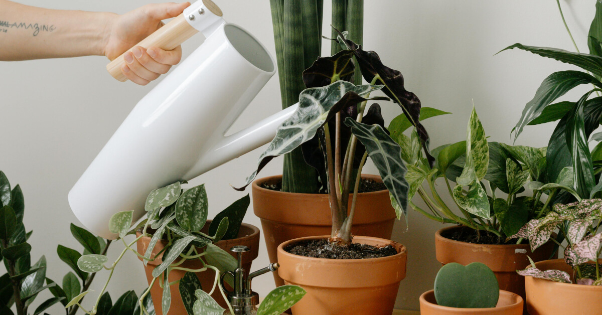 How to Keep Indoor Plants Alive While on Vacation | Easy Tips & Tricks