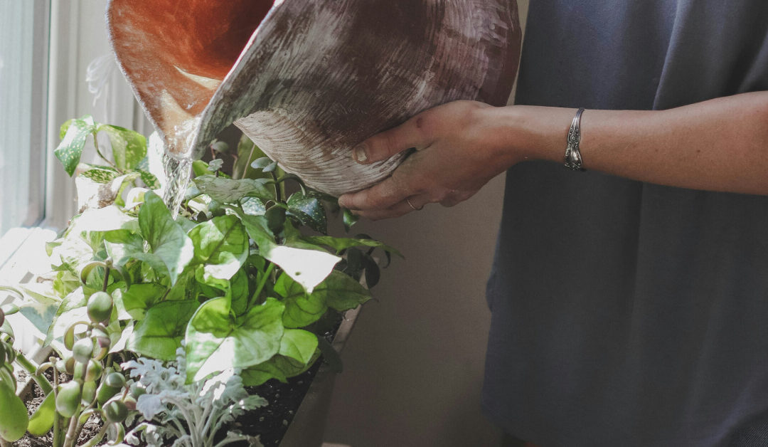 Watering Indoor Plants: How Much and How Often?