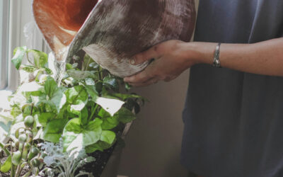 Watering Indoor Plants: How Much and How Often?