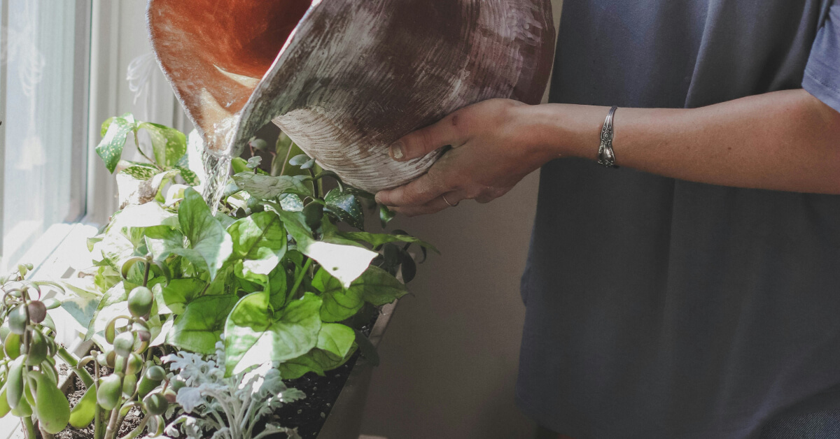 How to Water Indoor Plants | Best Watering Schedule & Tips