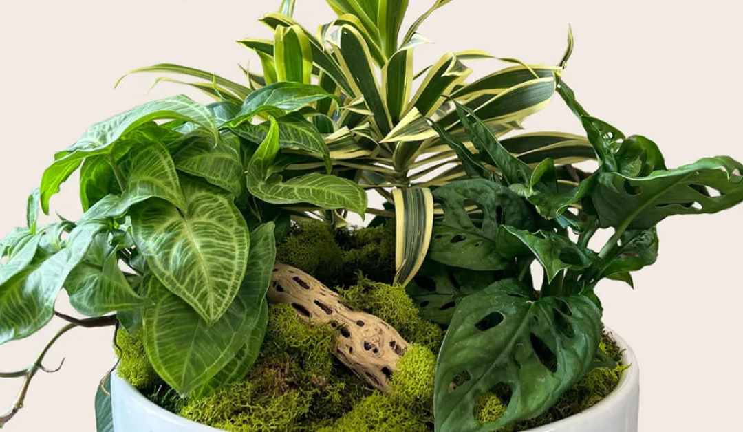 Managing Mixed Plant Arrangements: How to Keep Your Plants Thriving