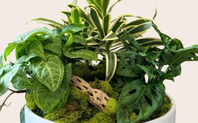 Managing Mixed Plant Arrangements: How to Keep Your Plants Thriving