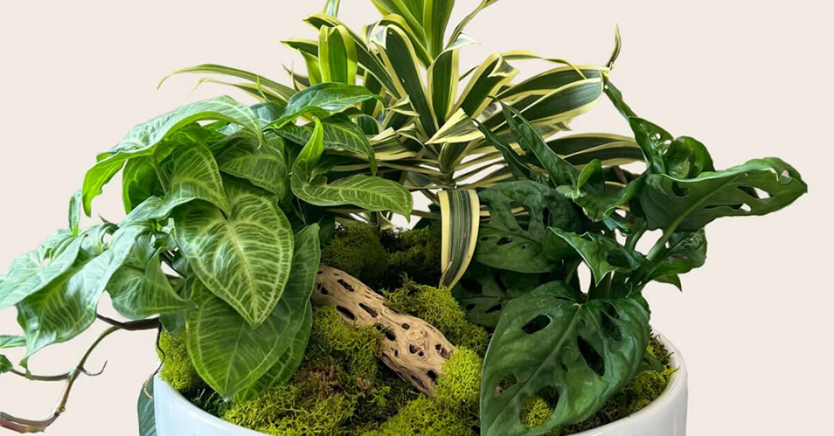 Managing Mixed Plant Arrangements: How to Keep Your Plants Thriving