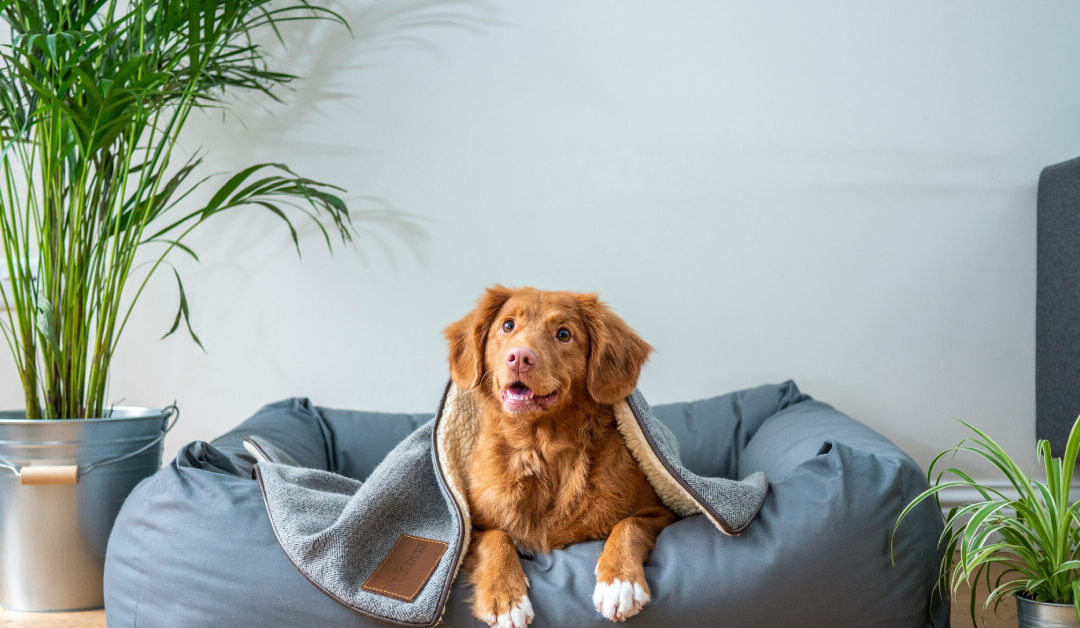 Pet-Friendly Indoor Plants: Safe Options for Homes with Cats and Dogs