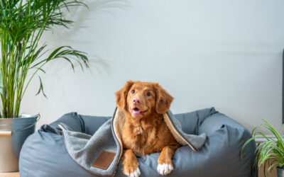 Pet-Friendly Indoor Plants: Safe Options for Homes with Cats and Dogs