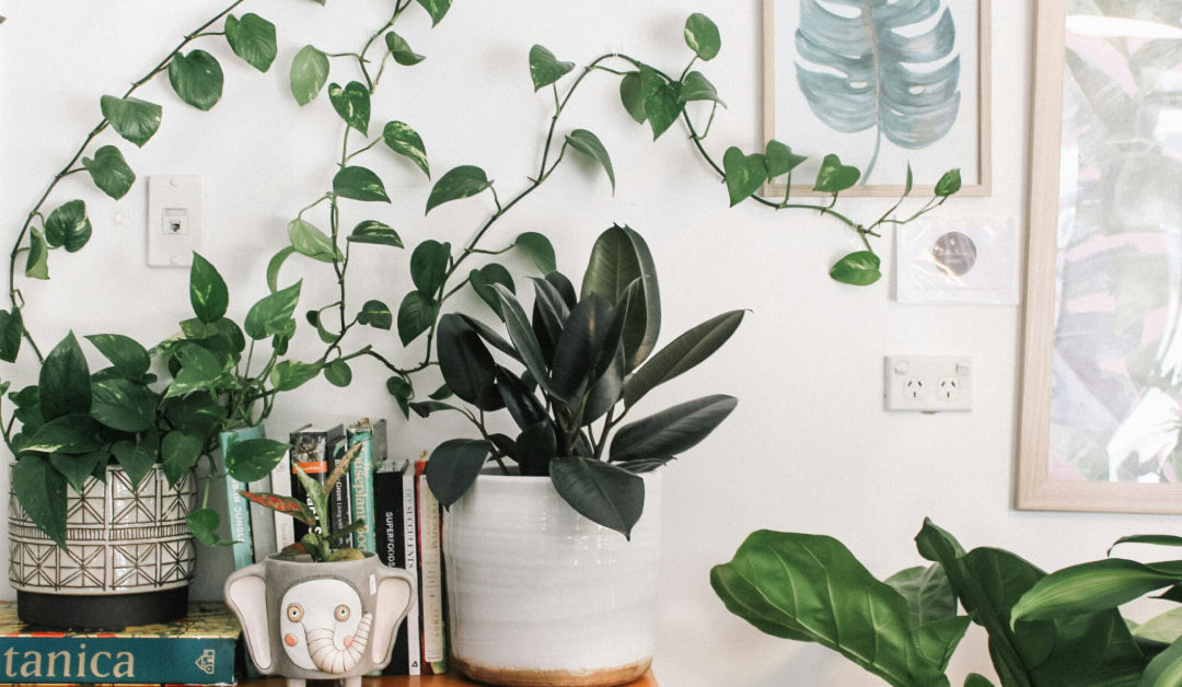Understanding Indoor Plant Labels: What Do Those Symbols Mean?