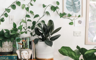 Understanding Indoor Plant Labels: What Do Those Symbols Mean?