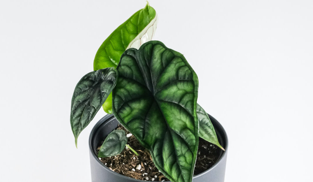 Rare & Unique Alocasia Varieties You Should Add to Your Collection