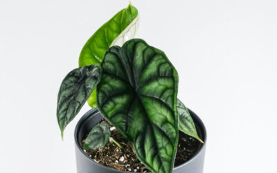 Rare & Unique Alocasia Varieties You Should Add to Your Collection