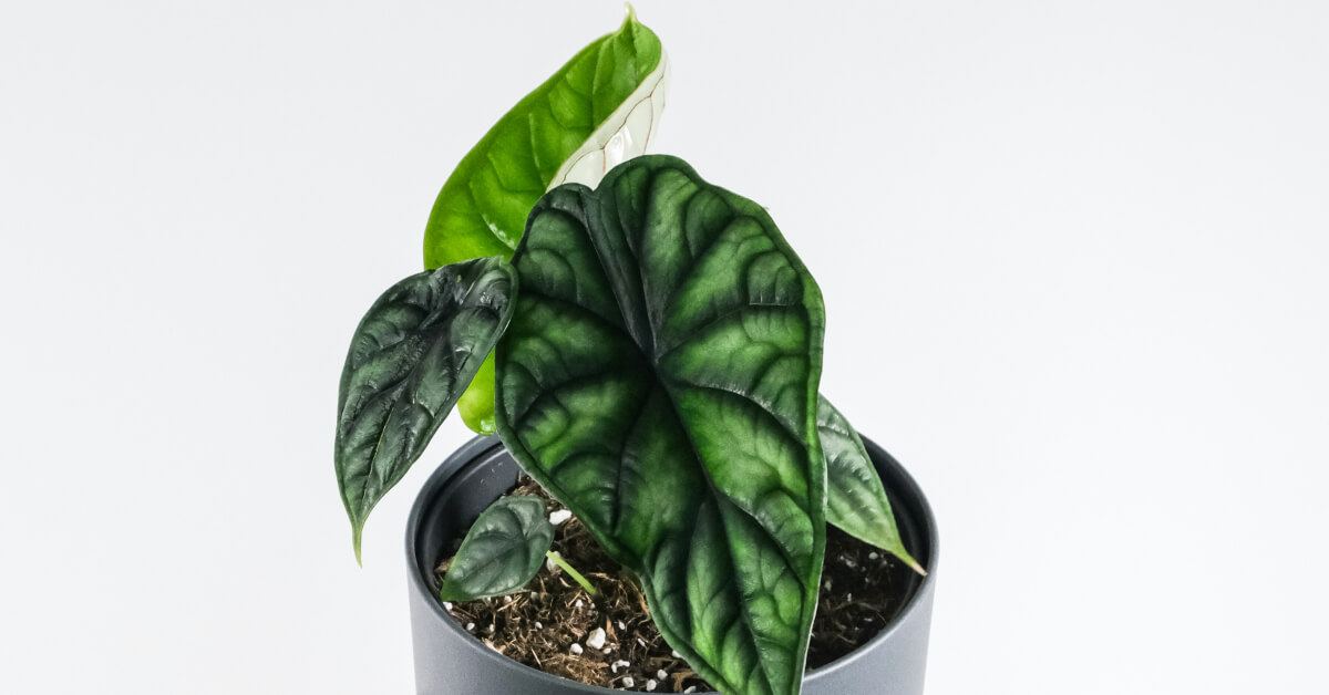 Top Rare and Beautiful Alocasia Varieties for Your Home