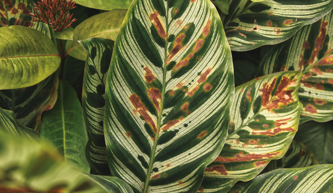 How to Revive a Dying Indoor Plant: Step-by-Step Rescue Guide