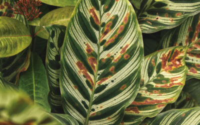 How to Revive a Dying Indoor Plant: Step-by-Step Rescue Guide