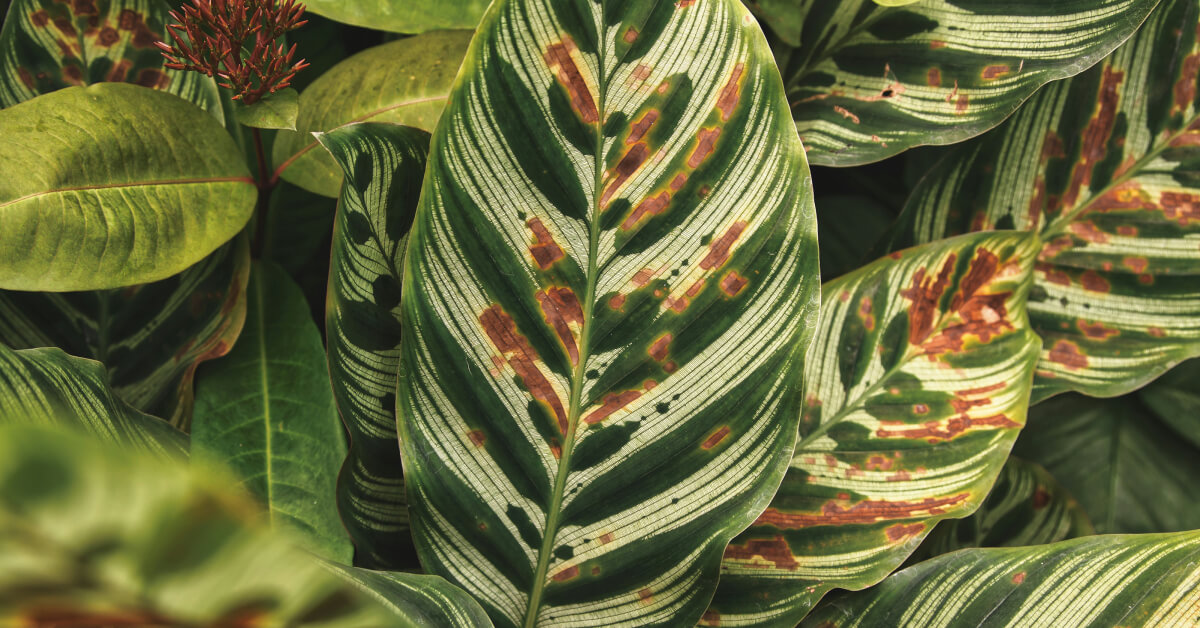 How to Revive a Dying Plant | Indoor Plant Rescue Tips