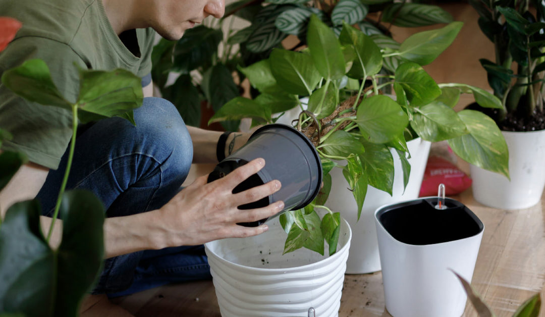 How to Choose the Right Pot for Your Indoor Plants