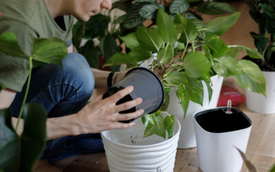 How to Choose the Right Pot for Your Indoor Plants