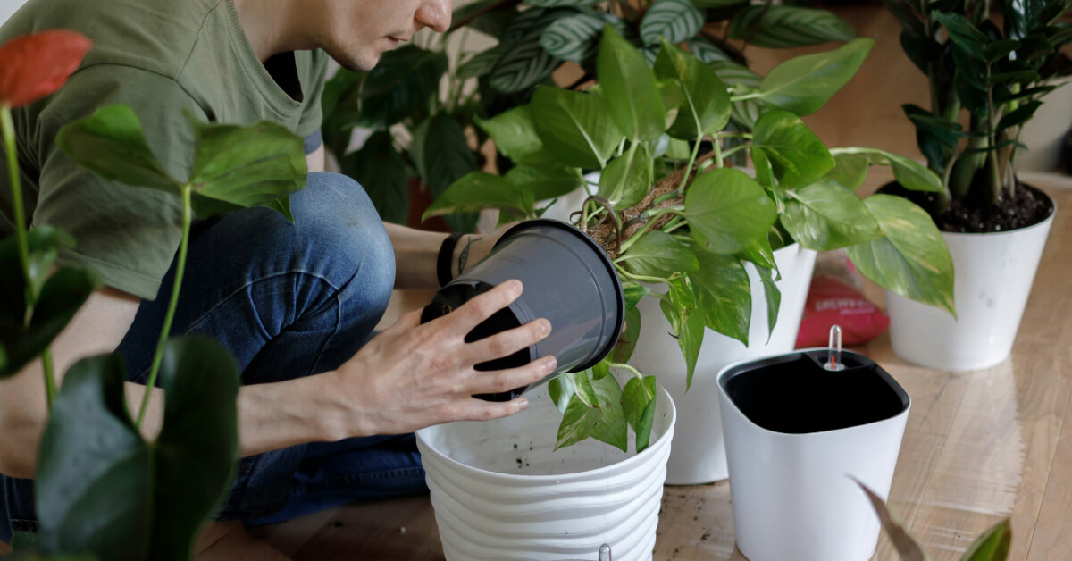 Best Pots for Indoor Plants | Choosing the Right Planter for Healthy Growth