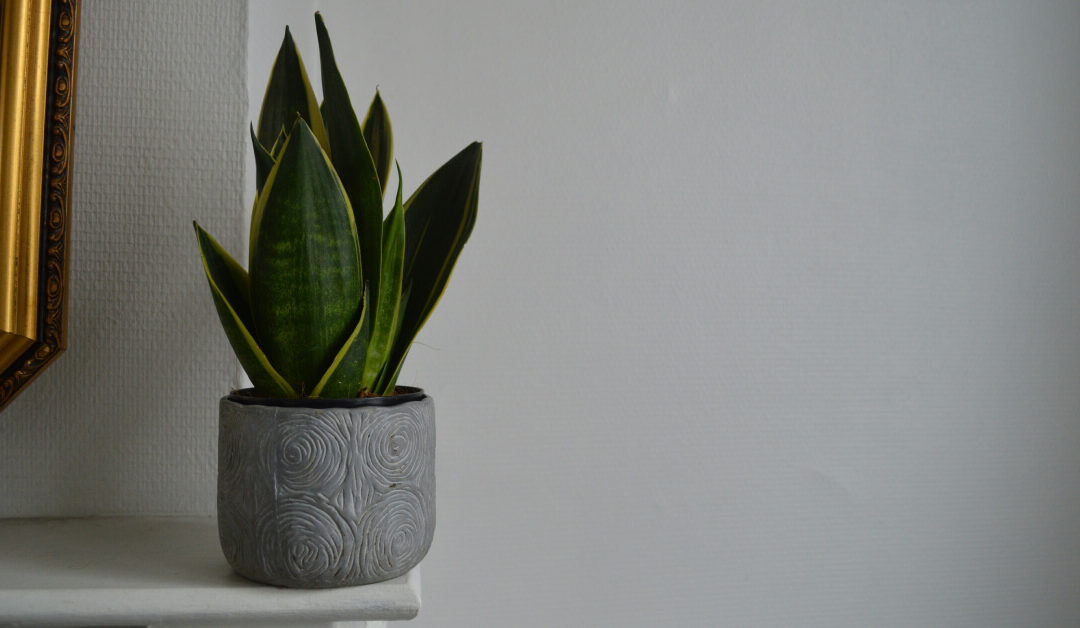 The Science Behind Air-Purifying Plants and How They Clean the Air