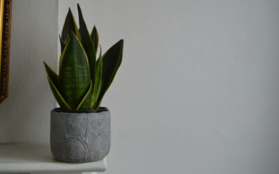The Science Behind Air-Purifying Plants and How They Clean the Air