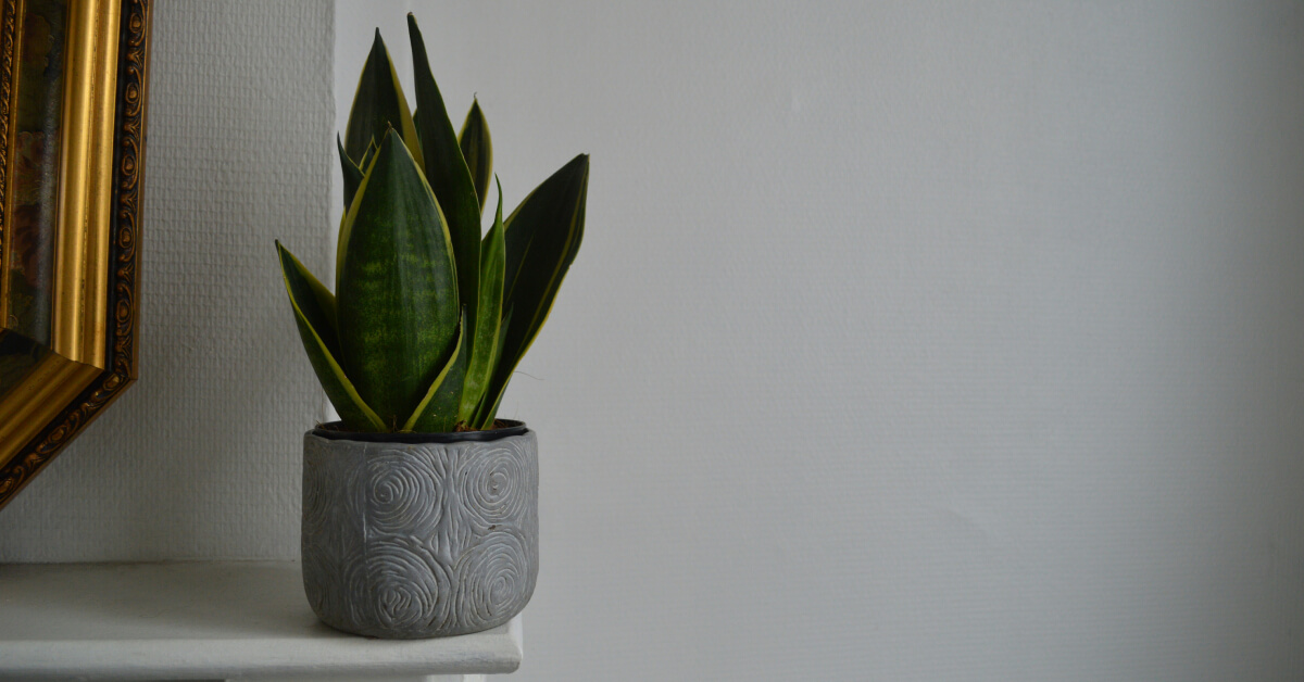 The Science Behind Air-Purifying Plants