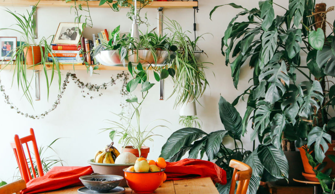 The Best Indoor Plants for Small Spaces and Apartments