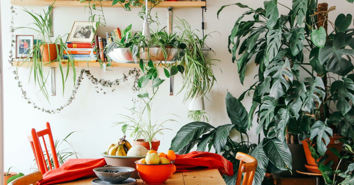 Best Indoor Plants for Small Spaces | Compact Houseplants for Apartments