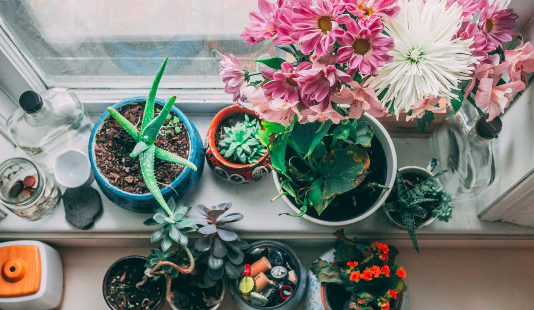 Setting Up Your First Indoor Garden: Essential Tools and Tips