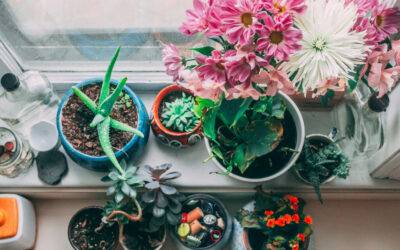 Setting Up Your First Indoor Garden: Essential Tools and Tips