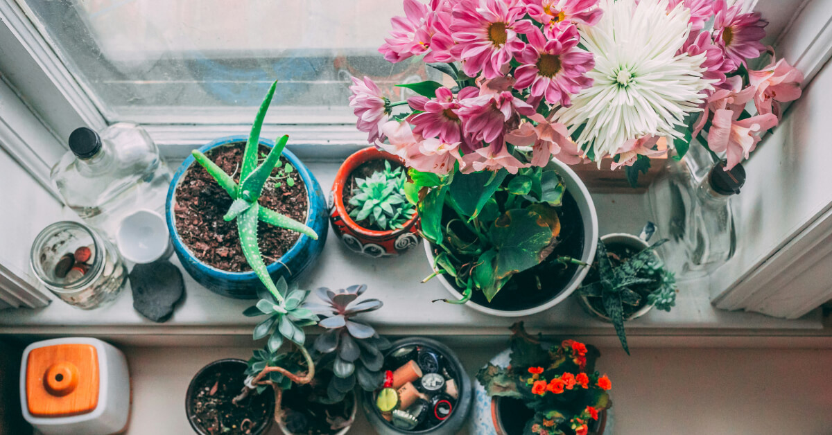 How to Start an Indoor Garden | Essential Tools & Beginner Tips