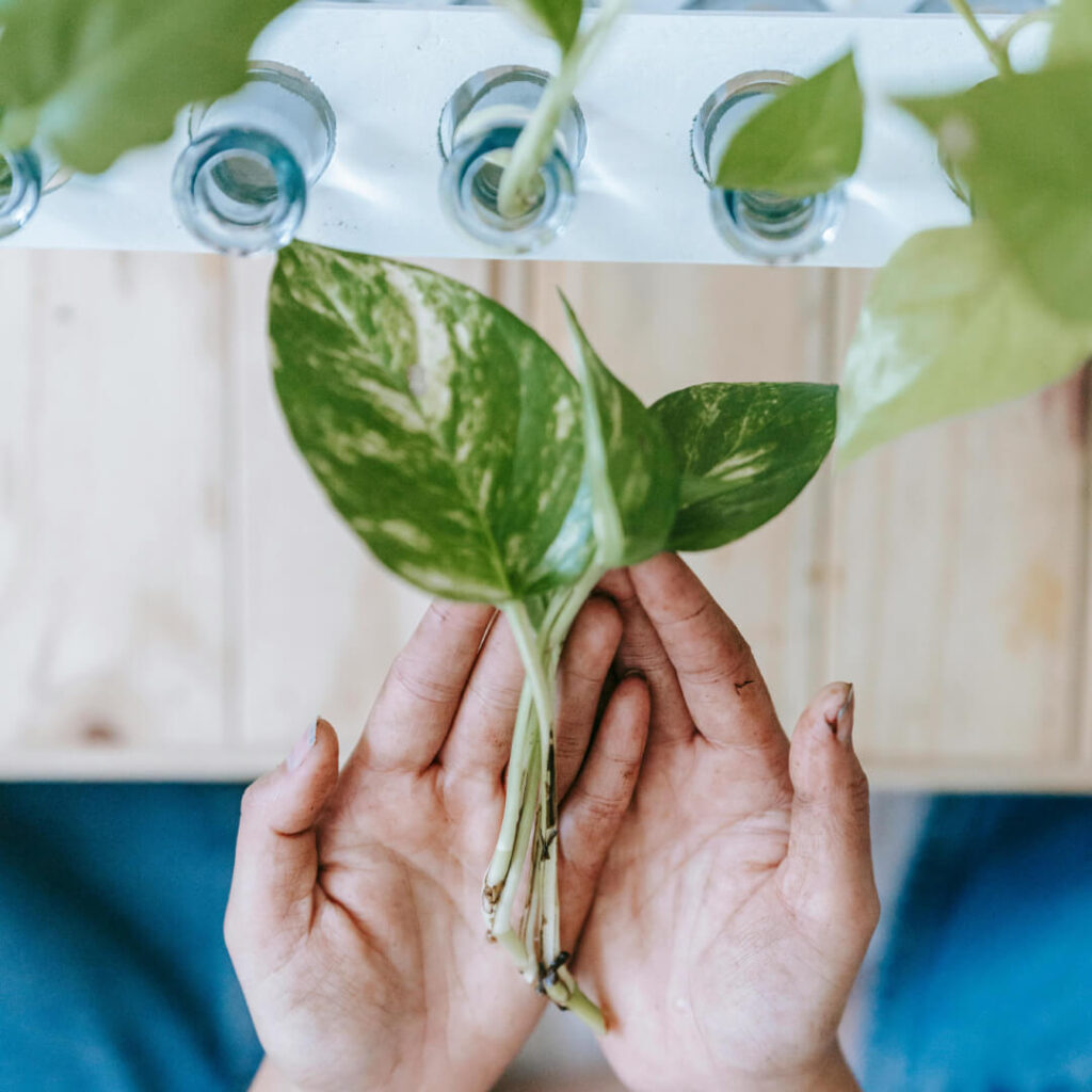 How to Propagate Indoor Plants | Best Methods Explained