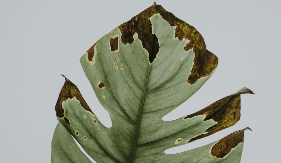 Common Indoor Plant Problems and How to Fix Them