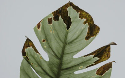 Common Indoor Plant Problems and How to Fix Them