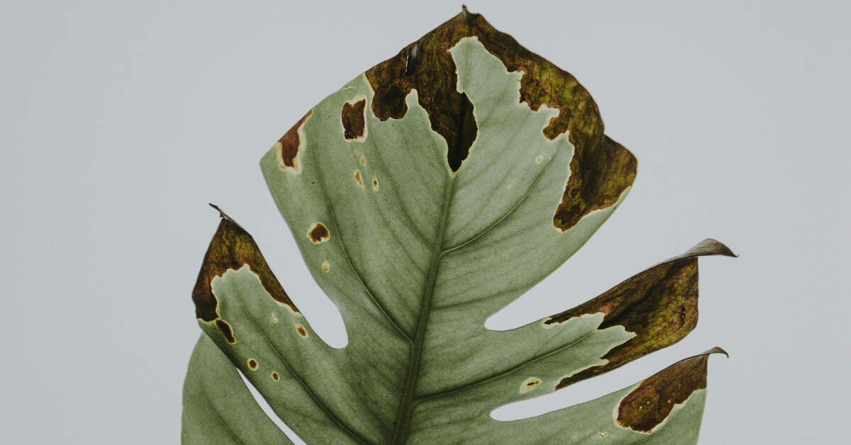 Troubleshooting Indoor Plants | Common Problems & Solutions