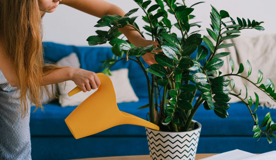 How to Water Indoor Plants the Right Way: Tips for Healthy Growth
