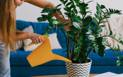 How to Water Indoor Plants the Right Way: Tips for Healthy Growth