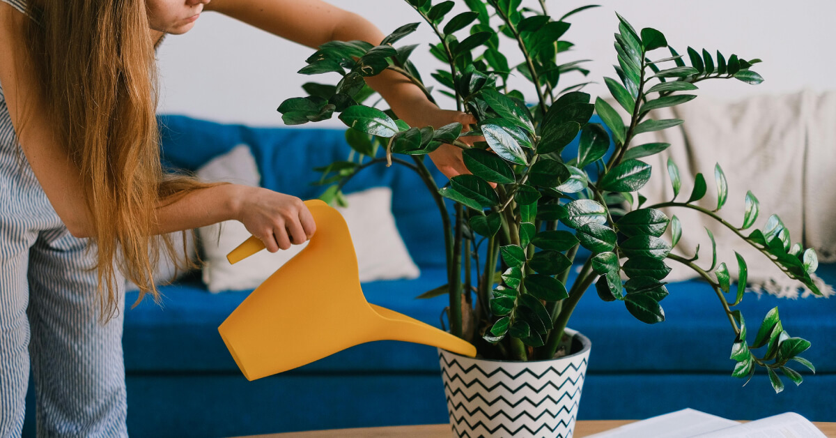 How to Water Indoor Plants | Best Watering Tips for Houseplants