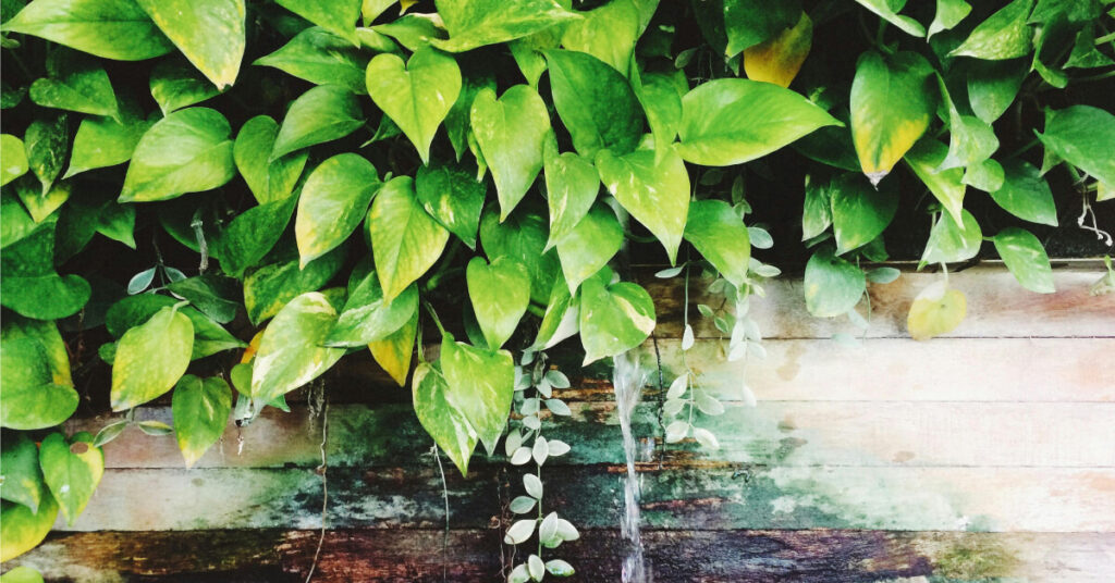 Golden Pothos: The Ultimate Beginner's Trailing Plant